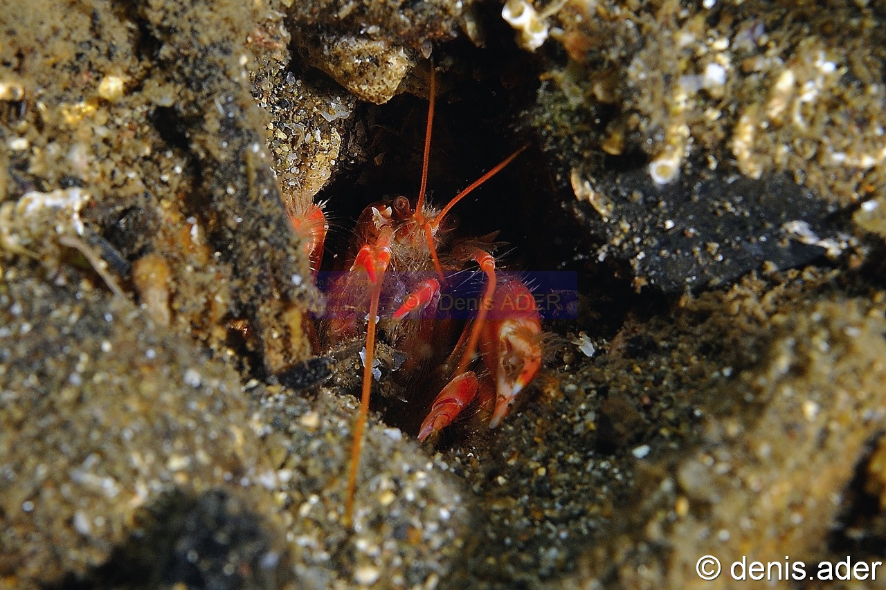 Neaxius acanthus-Komodo BetheHem3-11m-20160803-Denis-ADER-DSC_9321_tn.jpg